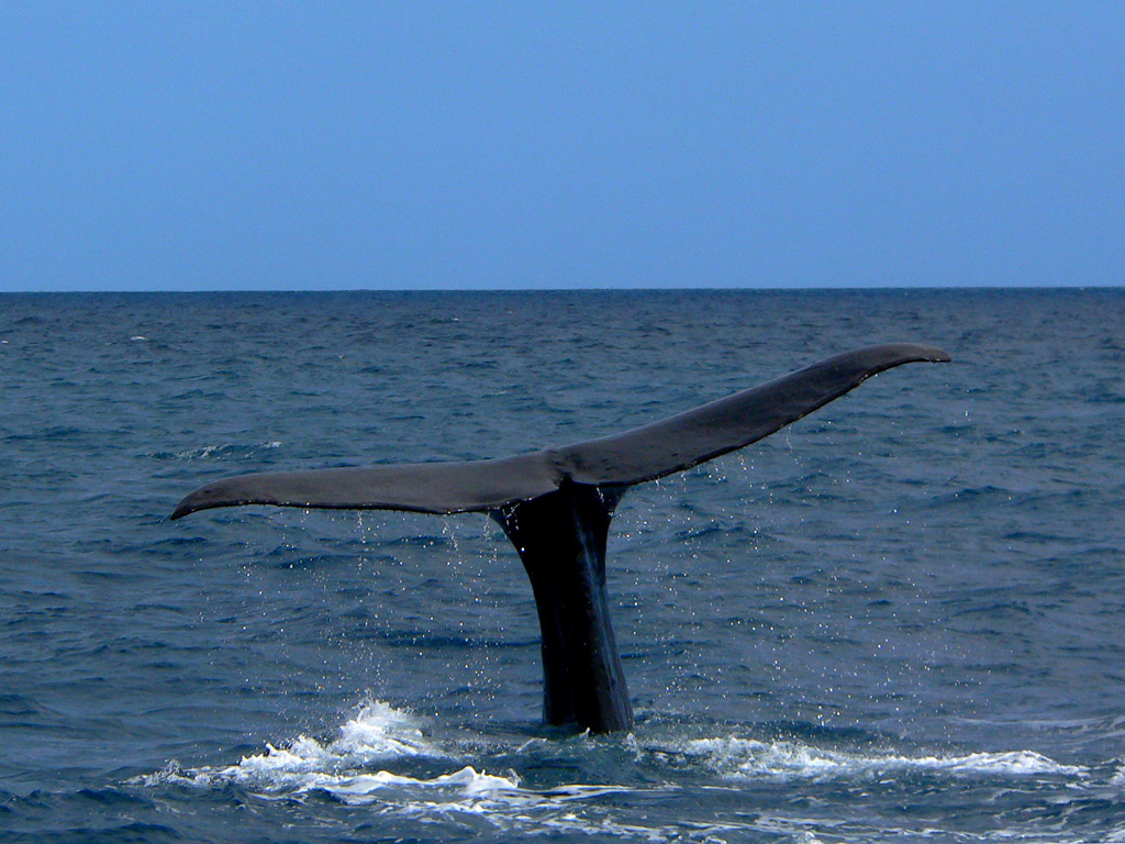 Novy Zeland - pozdrav od velryby
